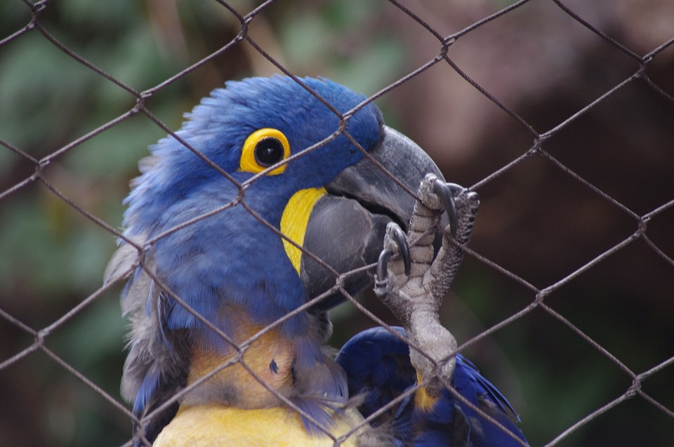 blue_parrot